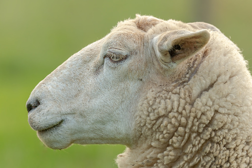 Profile portrait of sheep in pasture in summer. Alsace, France.