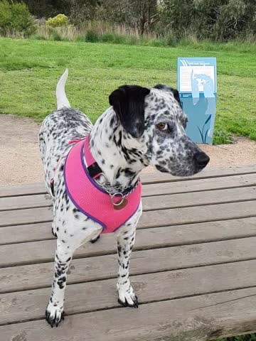 Dalmatian crossed with Kelpie poses for the camera