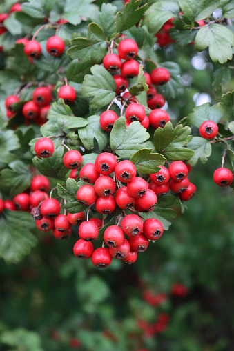 Close-up of red berries of Common Hawthorn on branch on early autumn season. Crataegus monogyna