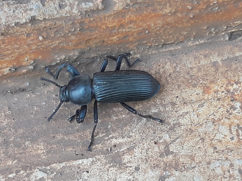 European stag beetle in forest, near BArcelona, Pyrenees forest with oak trees.