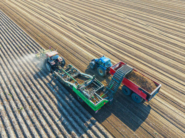 Tractors harvesting potatoes in a field seen from above stock photo
