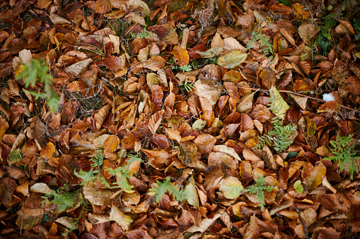 Autumn mood in nature. Dry leaves in forest bed