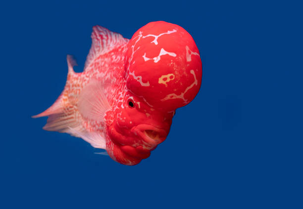 istock Color fish on the blue background, wallpaper 1428632019