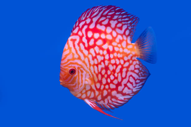 Discus fish isolated on a blue background Discus fish isolated on a blue background with copy space. discus fish symphysodon stock pictures, royalty-free photos & images