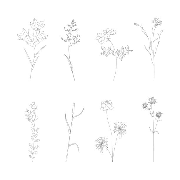ilustrações, clipart, desenhos animados e ícones de conjunto de ícones de linha fina de sinais botânicos. vetor - campanula flower design ornamental garden
