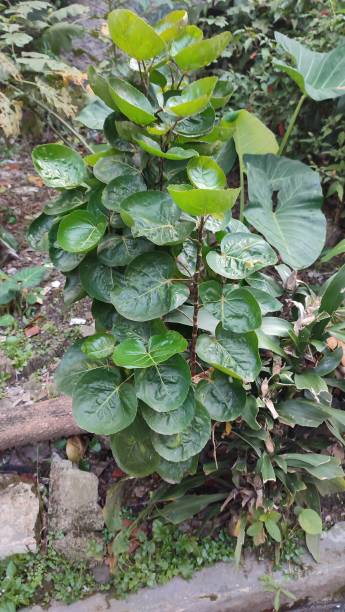 istock Background of wild plants 1428636204