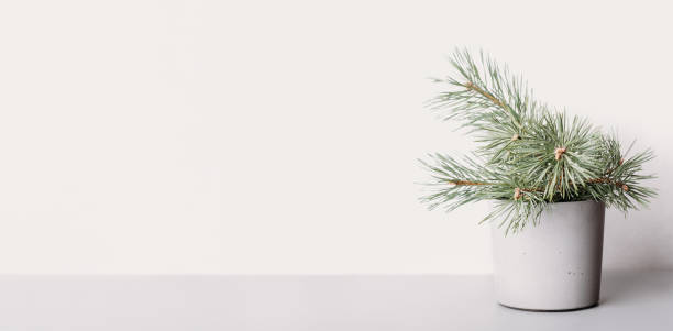 istock Pine tree branch in concrete flowerpot on grey backgound. copy space, banner. empty scene for natural product presentation. 1428638828