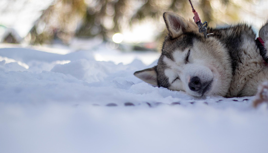 A husky in the snow in Finnish Lapland.