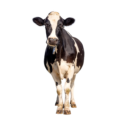 Vaca aislada en blanco, de pie erguida en blanco y negro, de cuerpo entero y vista frontal y espacio de copia photo