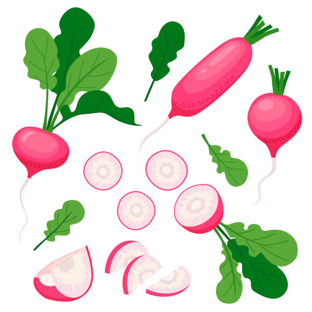bildbanksillustrationer, clip art samt tecknat material och ikoner med set of whole ripe radishes - radishes