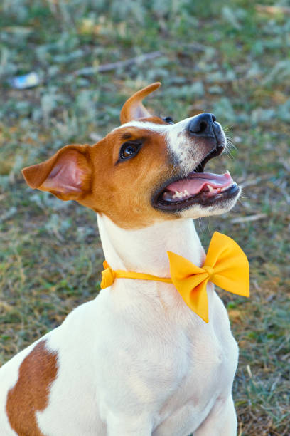 istock White dog with a Yellow bow tie on the green grass 1428641867
