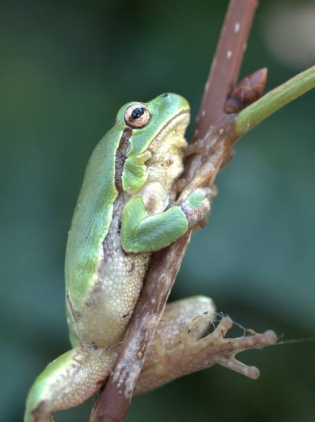 istock Frog in the garden 1428643785
