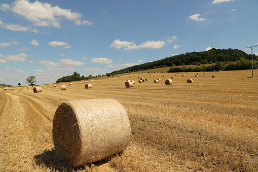 Agriculture and farming. Gathering the hay crop.