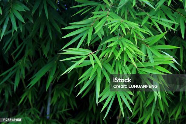 Bamboo Leaves Stock Photo - Download Image Now - Bamboo - Material, Bamboo - Plant, Bamboo Leaf