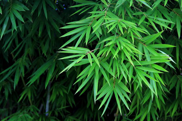 Folhas de bambu - foto de acervo