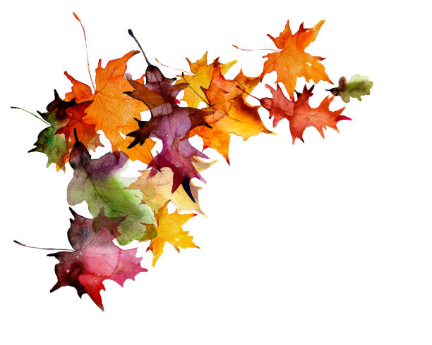 Thanksgiving, watercolor illustration. Leaf fall. Thanksgiving, watercolor illustration. Wreath, garland of autumn herbs and leaves, hand drawn on a white background. Template for text. watercolor thanksgiving stock illustrations