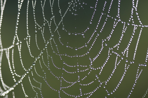 Close shot of dewdrops on a spiderweb.