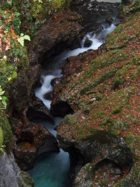 istock the heart of the forest 1428650161