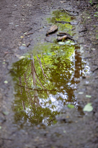 Puddle at a dirt road in a forest in a public park and industrial tree farm north of Copenhagen - focus is on the tree tops
