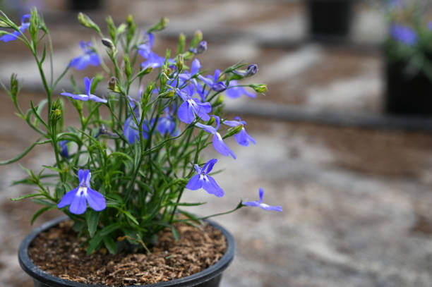 istock Tender blue flower growing in pot with soil on black background with copy space 1428652496