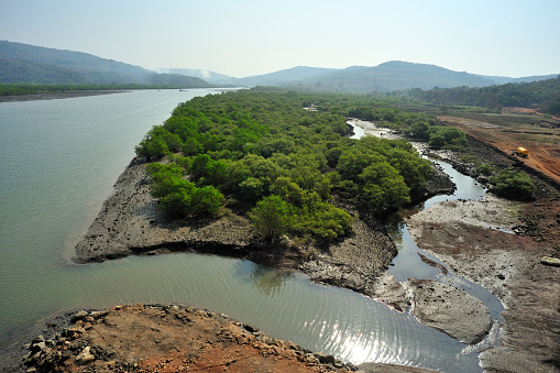 Mangrove local name Tivar at Anjarla creek district Ratnagiri state Maharashtra India