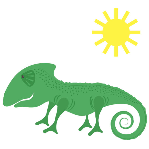 illustrations, cliparts, dessins animés et icônes de caméléon vert et soleil isolés sur fond blanc - safari animals wild animals animals and pets reptile