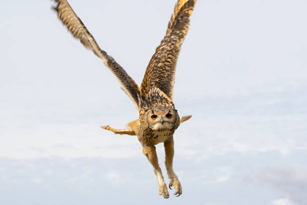 Eagle Owl in flight An eagle owl in flight with its wings at the top of a wing rotation and its legs down to catch prey. eurasian eagle owl stock pictures, royalty-free photos & images