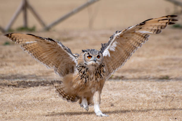 istock Eagle Owl with wings outstretched 1428654172