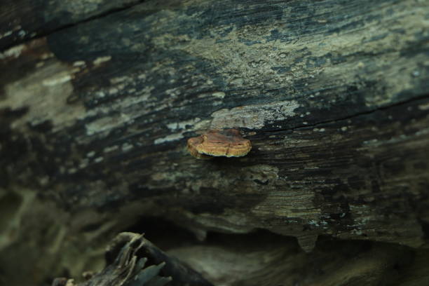 vista superior curativa del hongo chaga en el viejo tronco de abedul de cerca. crecimiento de hongos parásitos rojos en el árbol. fondo bokeh. - asia autumn bracket brown fotografías e imágenes de stock