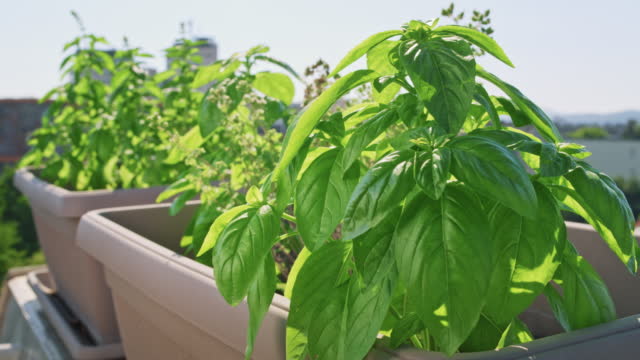 Herbs growing in pots of a rooftop garden in sunshine