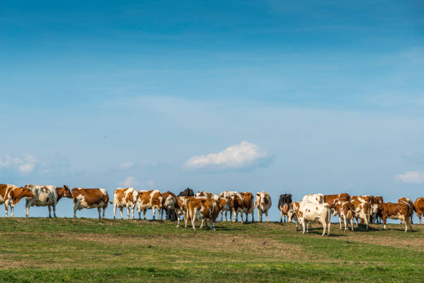 A group of cows walks along a winding dirt path in a dry rural landscape, surrounded by scattered trees and open fields.