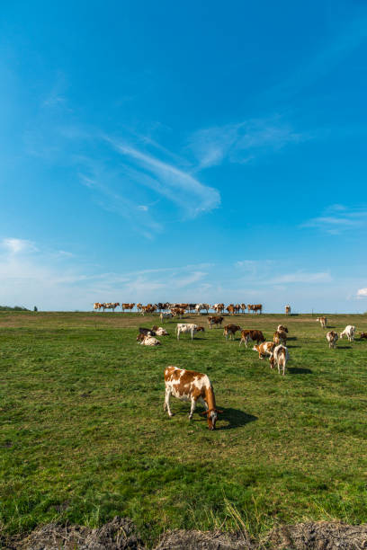 istock Typical Dutch Landscape: Cows in a green field 1428658020