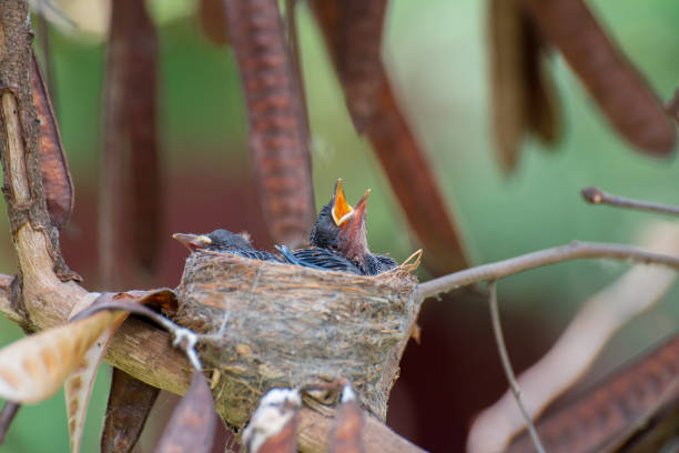 Baby birds waiting on their mother