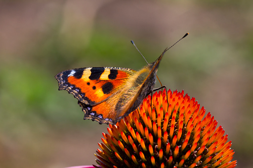A butterfly on an echinacea flower
