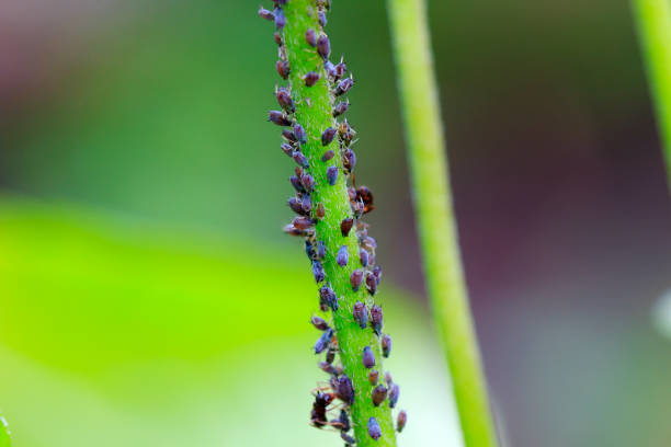 Aphid on the green plant
