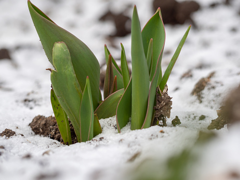 Tulip sprouts in early spring macro photo. Tulip sprouts in early spring on snow-covered soil. Green leaves of tulips on a spring day in the garden