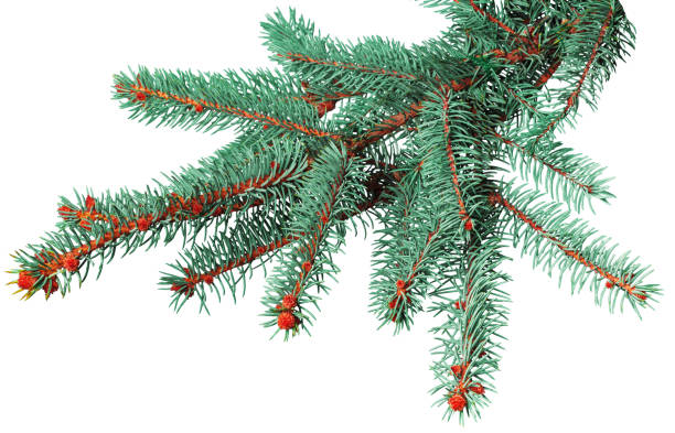 istock Fir branch isolated on white background 1428662545