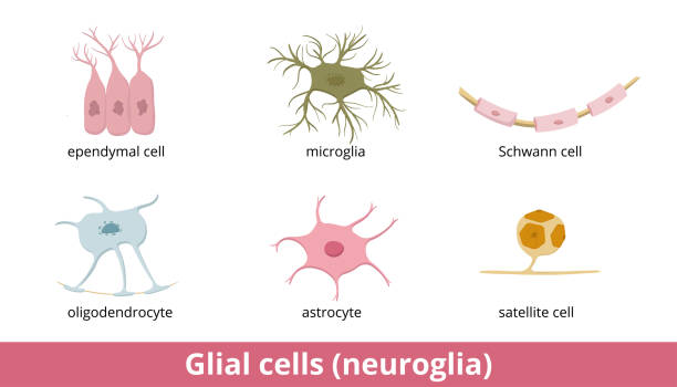 Glial cells (neuroglia) Six types of gliocytes in the central and the peripheral nervous system: oligodendrocyte, astrocyte, ependymal cell, microglia, Schwann and satellite cell. human cell nucleus stock illustrations