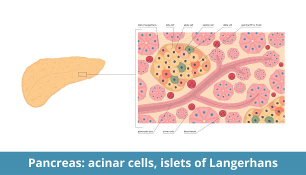 ilustrações, clipart, desenhos animados e ícones de ilhotas de langerhans - célula alfa