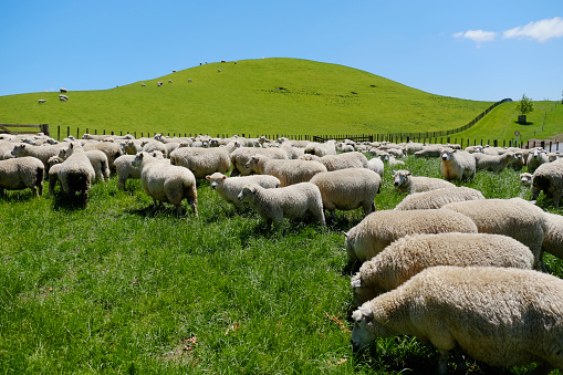 Sheep grazing on the green hills