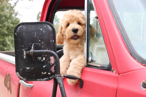 istock Puppy in a Truck 1428666789