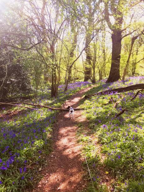 istock Bluebell woodland walk 1428667009