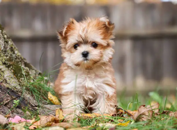Adorable, Fluffy puppies in Beautiful Fall Leaves