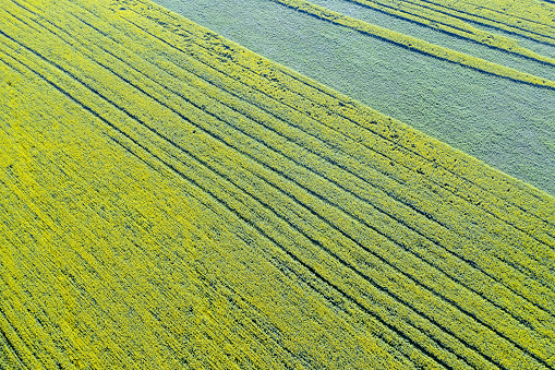 Field sown with yellow rape. View from above