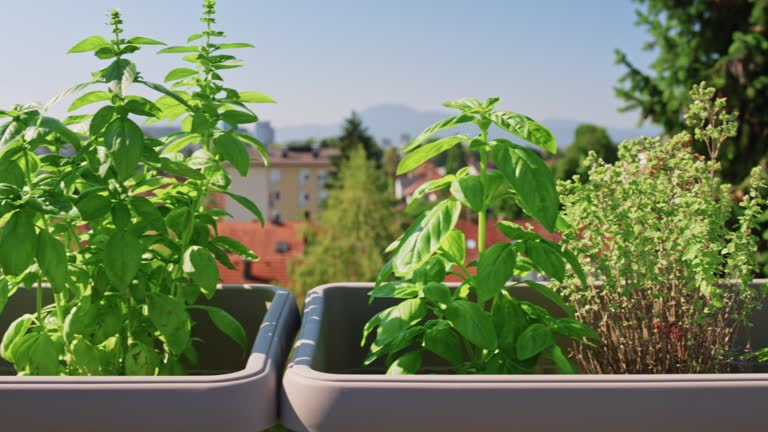 DS Basil and thyme growing in pots on the sunny rooftop in the city