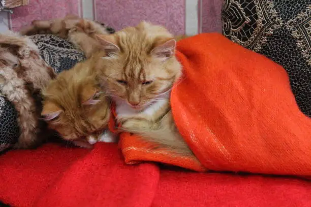 Photo of red cats sleep
