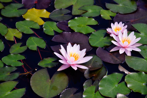 istock pond flowers water lily 1428669195