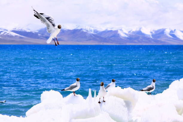 Namtso Lake, the second largest lake in Tibet, is also the third largest saltwater lake in China, the highest large lake in the world, and one of the \