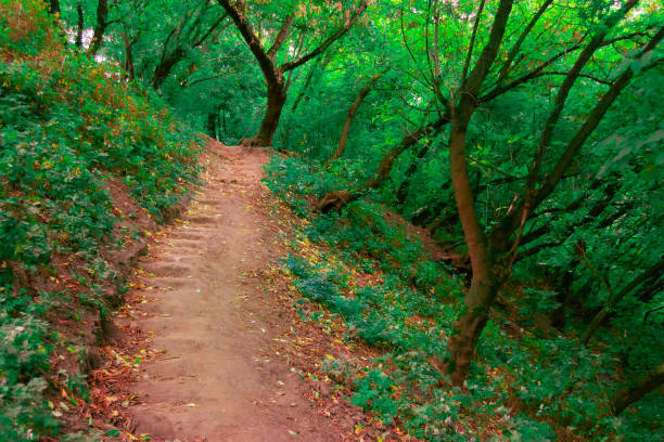 Early Autumn forest with a path between trees and fallen leaves on the path