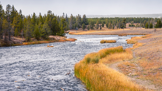 Flowing river near orange meadow and pine tree forest inside Yellowstone national park during autumn season, Wyoming, USA.